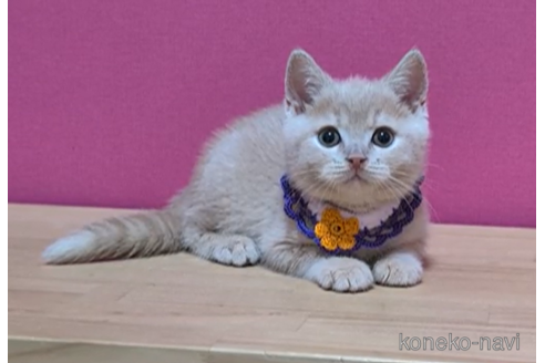 成約済の東京都のスコティッシュフォールド-103705の3枚目